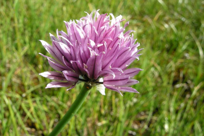 che aglio ? Allium schoenoprasum